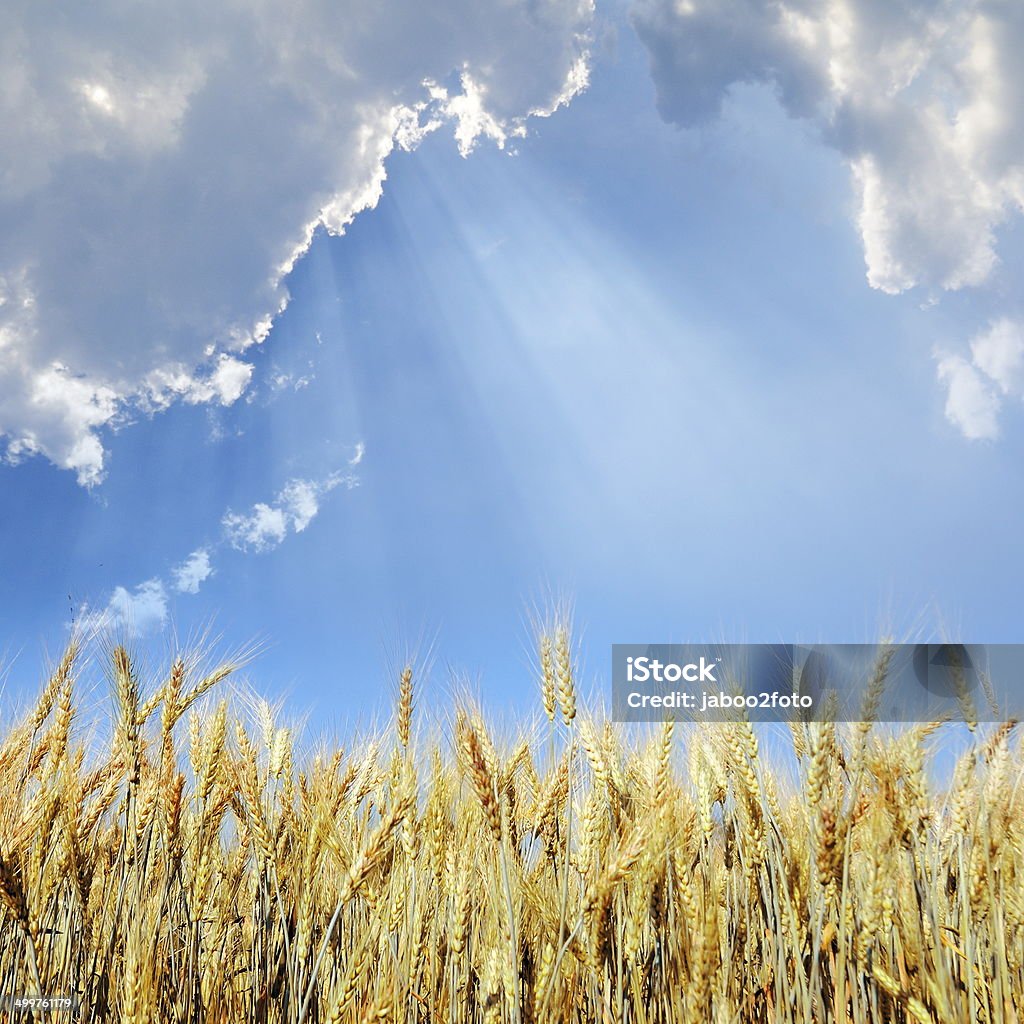 barley field barley field and cloudscape and sunrays background , Chiang Mai ,Thailand Agriculture Stock Photo
