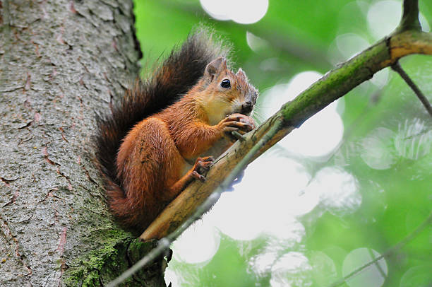 istock The squirrel sits on a branch of spruce. 499761291