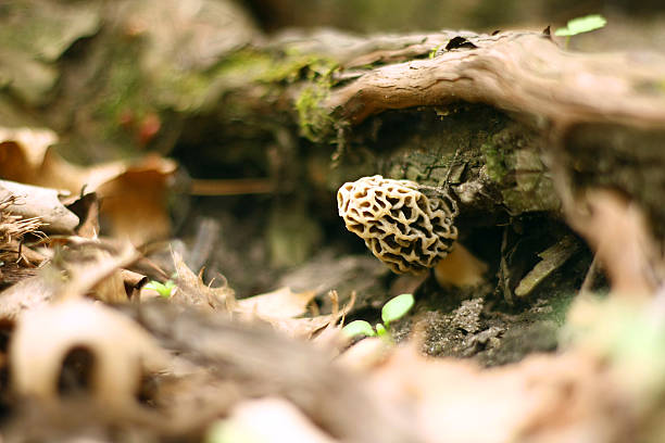 amarelo cogumelo morel crescente com raízes de árvore - fungus roots imagens e fotografias de stock