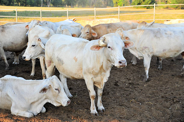 istock herd of tak breed cows on farm 499761437