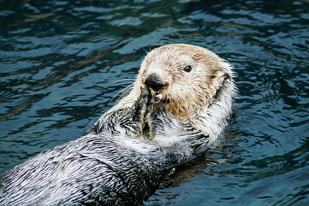 istock Sea Otter in Lisbon 499761465