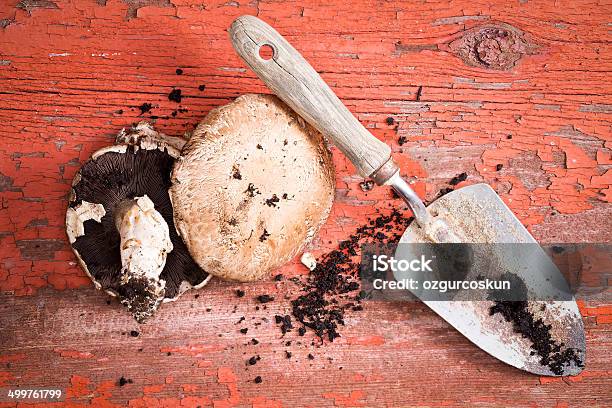 유기 신선한 포토벨로 버섯과 모종삽 강철에 대한 스톡 사진 및 기타 이미지 - 강철, 건강한 식생활, 균류