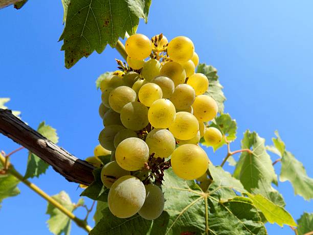 Grapes