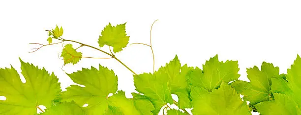 fresh grape leaves isolated on white