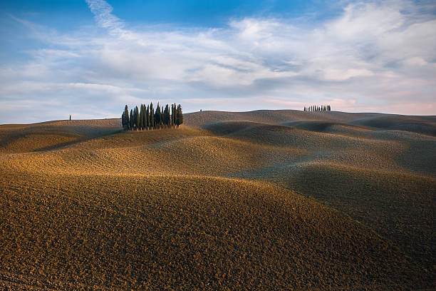 istock cypress grove in Tuscany 499769312