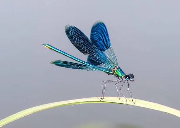 Photo of Dragonfly on the leaf
