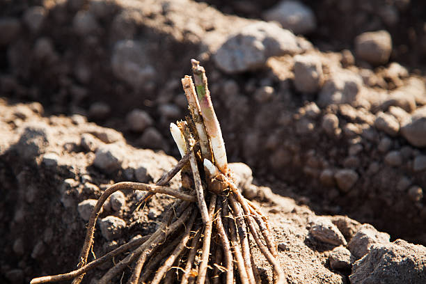 Fresh asparagus root on field stock photo