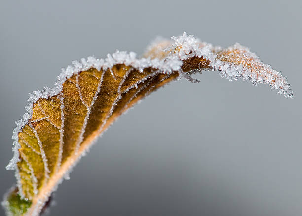 Frozen leaf stock photo