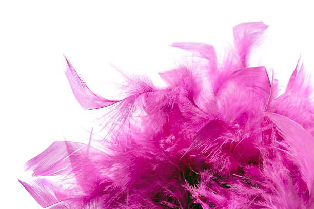 Pink feathers Bright pink feathers on white background boa stock pictures, royalty-free photos & images