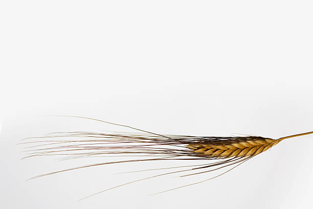 istock dry barley ear closeup isolated on white background 499772506