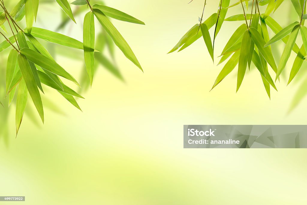 Bamboo leaf and light soft green background Backgrounds Stock Photo