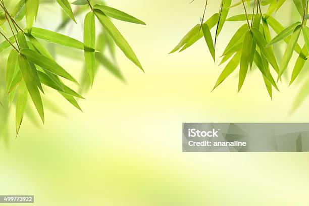 Bamboo Leaf And Light Soft Green Background Stock Photo - Download Image Now - Backgrounds, Abstract, Arts Culture and Entertainment