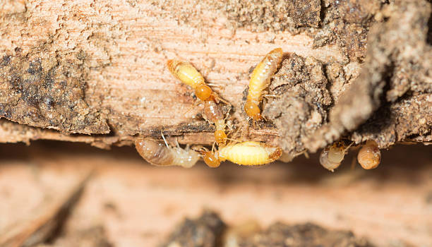 termite nests stock photo