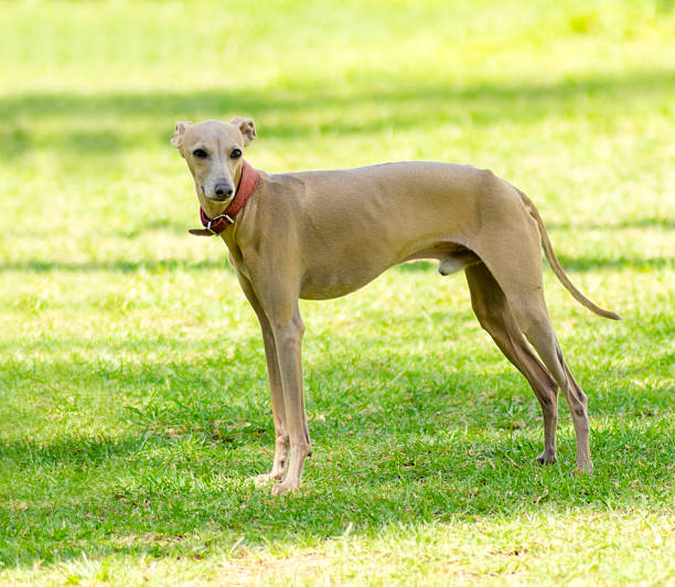 イタリアのグレイハウンド - italian greyhound ストックフォトと画像