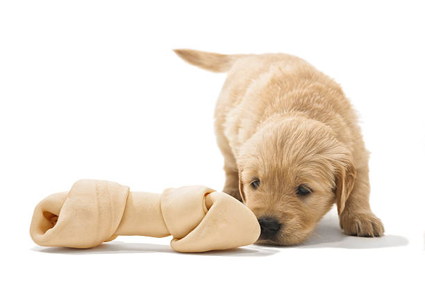 istock Golden Retriever puppy finding a rawhide bone 499775248