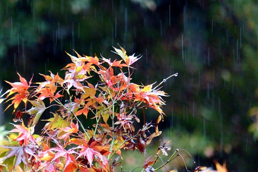 Maple trees in the rain of garden in Japan.