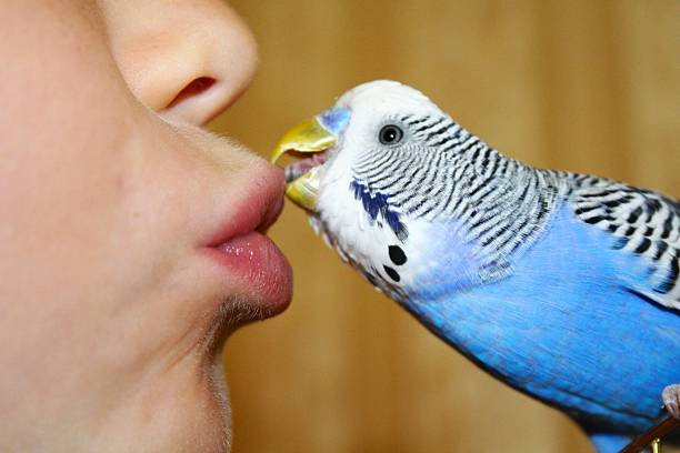 istock Blue budgerigar is kissing 499775756