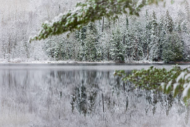 istock Young winter forest on overcast day, waterfront lake snow. 499776936
