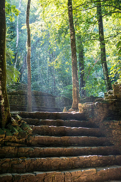 istock Tree breaking stone in Palenque, Mexico 499777348