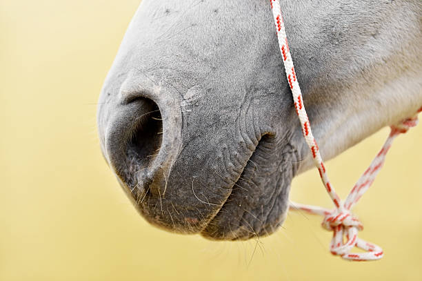 istock White horse nose detail 499777660