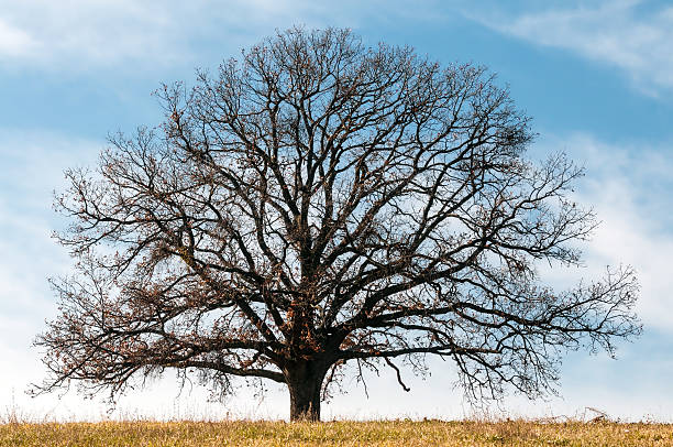 Oak tree on the meadow stock photo