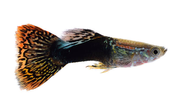 istock Guppy fish isolated in white background (Poecilia reticulata) 499778268