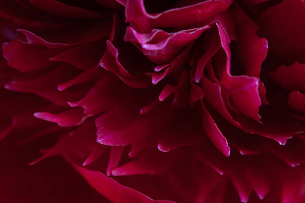 istock Closeup of peony petals 499778601