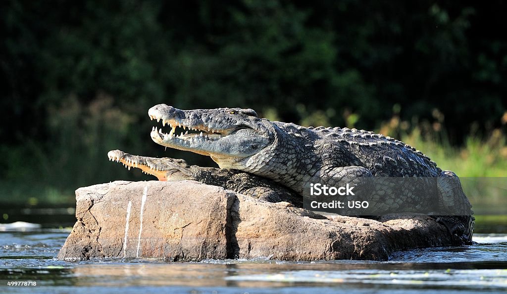 crocodile du Nil. Deux des crocodiles, après avoir ouvert de la chaleur - Photo de Crocodile libre de droits