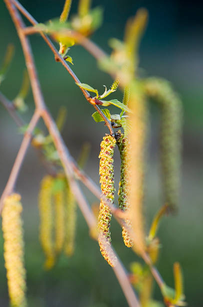 istock seets of betula on twig 499779099