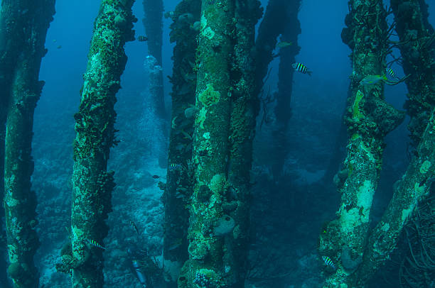 sous la sea - scuba diving flash photos et images de collection