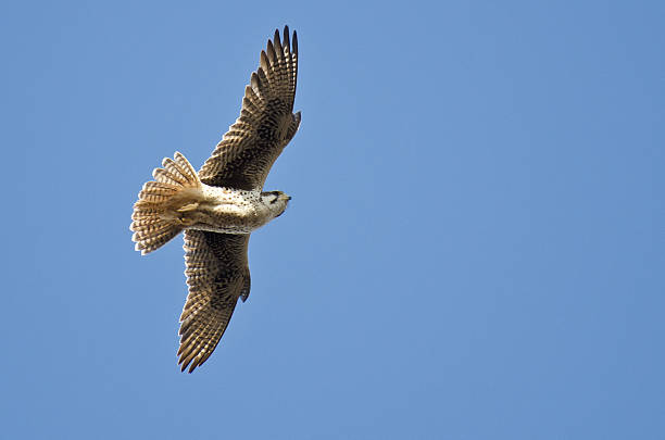 istock Prairie Falcon Hunting on the Wing 499779387