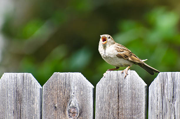 house sparrow singing on the backyard fence - house sparrow stockfoto's en -beelden