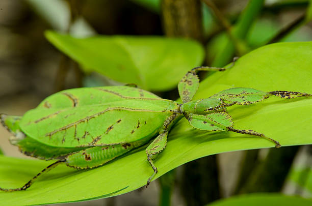 Phyllium giganteum, leaf insect walking leave