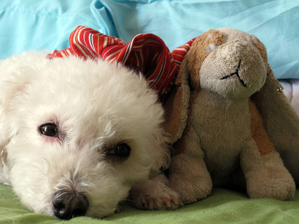 istock Dog with his pet toy 499779947