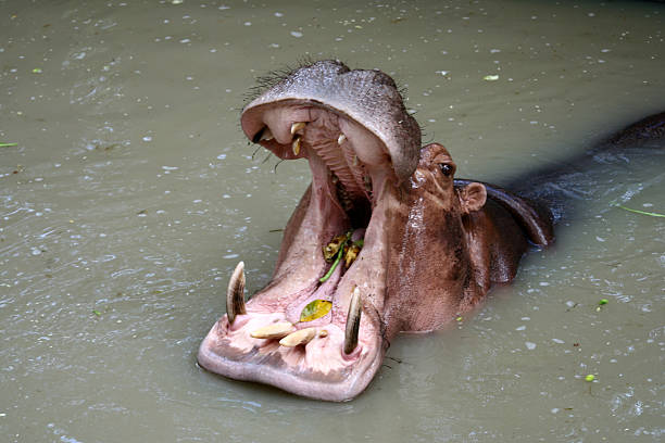 istock Hippopotamuses showing huge jaw and teeth 499780105