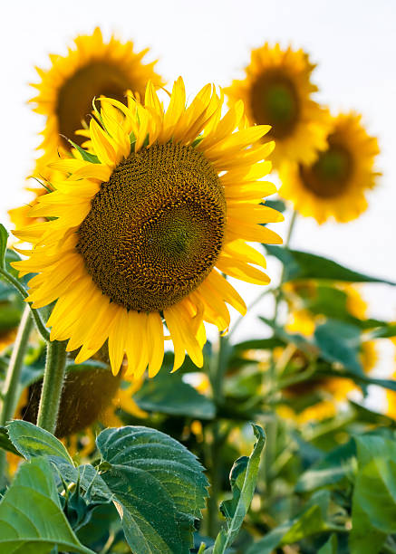 Sunflowers in fields stock photo