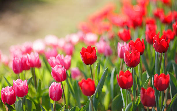 istock Beautiful colorful tulips 499780331
