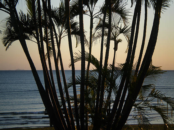 istock Palms in the morning sun 499780422