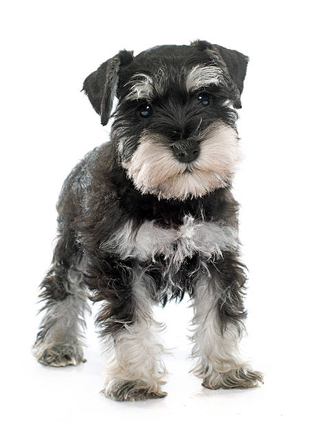 istock puppy miniature schnauzer 499780668