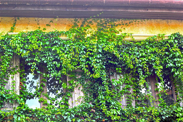 istock Vintage style building with ivy green trees. 499780669
