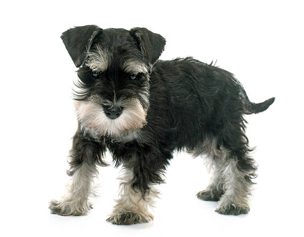 istock puppy miniature schnauzer 499780818