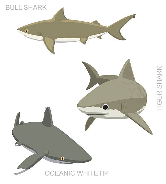 Tiger Shark Set Cartoon Vector Illustration Animal Cartoon EPS10 File Format tiger shark stock illustrations