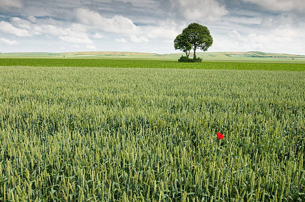 Tree in a grain field stock photo