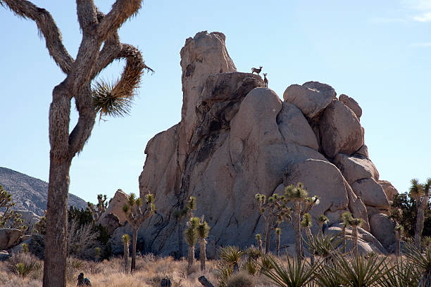 joshua tree national park - bighorn sheep sheep desert mojave desert stock-fotos und bilder