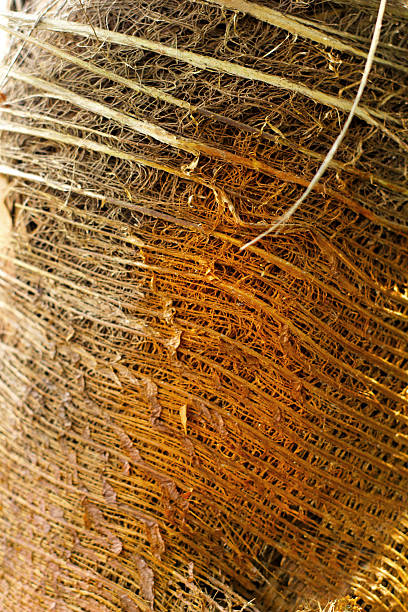 istock Old wood background texture - vintage 499781105
