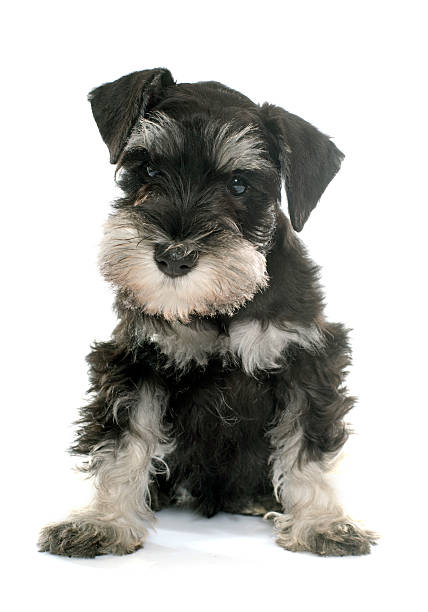 istock puppy miniature schnauzer 499781116