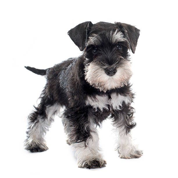 istock puppy miniature schnauzer 499781184
