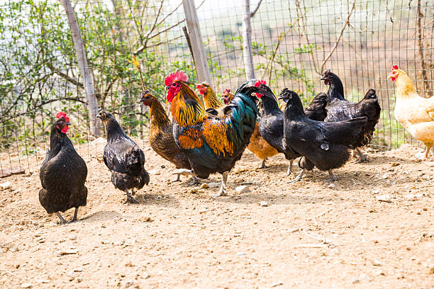 istock The cock and the hen 499781223
