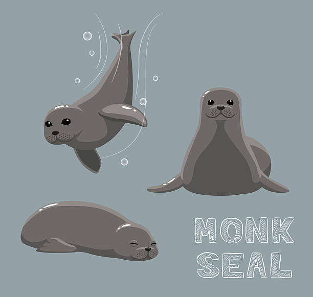 illustrazioni stock, clip art, cartoni animati e icone di tendenza di foca monaca fumetto illustrazione vettoriale - sea lion