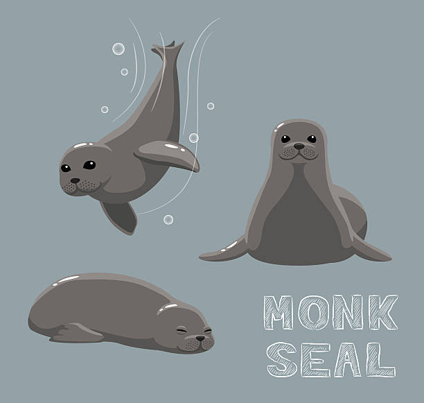 monk seal cartoon vector illustration - denizaslanıgiller stock illustrations